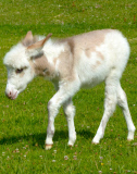 Dinky the Donkey, Britain's smallest foal at Sidmouth Donkey Sanctuary Devon, Britain - 26 Jul 2014