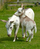 Dinky the Donkey, Britain's smallest foal at Sidmouth Donkey Sanctuary Devon, Britain - 26 Jul 2014
