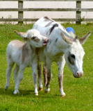 Dinky the Donkey, Britain's smallest foal at Sidmouth Donkey Sanctuary Devon, Britain - 26 Jul 2014