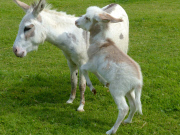 Dinky the Donkey, Britain's smallest foal at Sidmouth Donkey Sanctuary Devon, Britain - 26 Jul 2014