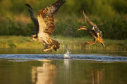 Osprey comes under attack from Mallard, Rothimurchus Estate, Scotland - 23 Jul 2014