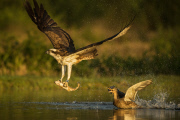 Osprey comes under attack from Mallard, Rothimurchus Estate, Scotland - 23 Jul 2014