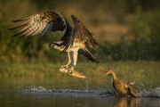 Osprey comes under attack from Mallard, Rothimurchus Estate, Scotland - 23 Jul 2014