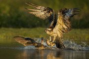Osprey comes under attack from Mallard, Rothimurchus Estate, Scotland - 23 Jul 2014