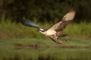 Osprey comes under attack from Mallard, Rothimurchus Estate, Scotland - 23 Jul 2014