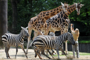 Die Giraffen und Zebras