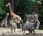 Die Giraffen und Zebras