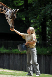 Die Giraffen und Zebras