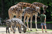 Die Giraffen und Zebras