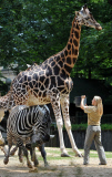 Die Giraffen und Zebras