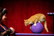 OR: The Amazing Acro-Cats Perform Final Night of Sold Out Portland Tour