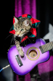 OR: The Amazing Acro-Cats Perform Final Night of Sold Out Portland Tour