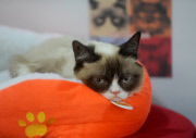 Feline Internet Sensations