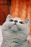 Katze auf einer Katzenausstellung 