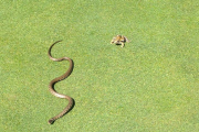 Kein Hole-in-One - Schlange auf Golfplatz versucht Frosch zu verspeisen