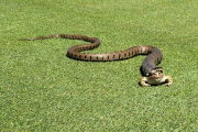 Kein Hole-in-One - Schlange auf Golfplatz versucht Frosch zu verspeisen