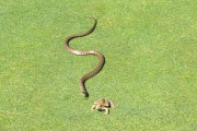 Kein Hole-in-One - Schlange auf Golfplatz versucht Frosch zu verspeisen