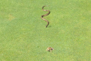 Kein Hole-in-One - Schlange auf Golfplatz versucht Frosch zu verspeisen