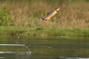 Jumping Brown Trout, Rothiemurchus Estate Fishery, Scotland - 27 Jul 2014