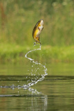 Jumping Brown Trout, Rothiemurchus Estate Fishery, Scotland - 27 Jul 2014