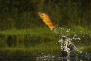 Jumping Brown Trout, Rothiemurchus Estate Fishery, Scotland - 27 Jul 2014