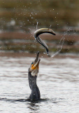 Cormorant struggles to eat an eel, Abbotsbury, Dorset, Britain - 28 Jul 2014