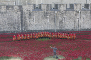 'Blood Swept Lands and Seas of Red' poppy installation