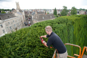 Grösste Eibenhecke in Grossbritannien