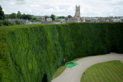 Grösste Eibenhecke in Grossbritannien
