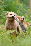 Rosie the fox and Maddy the dog, near Corwen, Wales, Britain - 04 Aug 2014