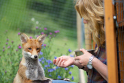 Rosie the fox and Maddy the dog, near Corwen, Wales, Britain - 04 Aug 2014