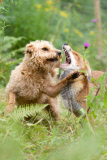 Rosie the fox and Maddy the dog, near Corwen, Wales, Britain - 04 Aug 2014