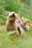 Rosie the fox and Maddy the dog, near Corwen, Wales, Britain - 04 Aug 2014