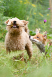 Rosie the fox and Maddy the dog, near Corwen, Wales, Britain - 04 Aug 2014