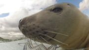 Seal surfs on surfer's surfboard, Northumberland - 03 Aug 2014