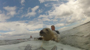 Seal surfs on surfer's surfboard, Northumberland - 03 Aug 2014