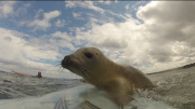 Seal surfs on surfer's surfboard, Northumberland - 03 Aug 2014