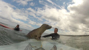 Seal surfs on surfer's surfboard, Northumberland - 03 Aug 2014