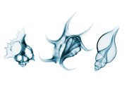 Photographer captures intriguing x-rays of toys, Sydney, August 2014