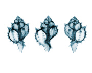 Photographer captures intriguing x-rays of toys, Sydney, August 2014