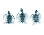 Photographer captures intriguing x-rays of toys, Sydney, August 2014