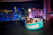 Grumpy Cat in Las Vegas, America - 05 Aug 2014