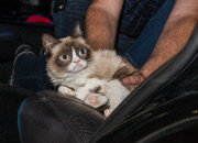 Grumpy Cat in Las Vegas, America - 05 Aug 2014