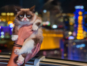 Grumpy Cat in Las Vegas, America - 05 Aug 2014