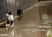 Flooding in Mizia, Bulgaria - 06 Aug 2014