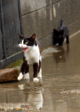 Flooding in Mizia, Bulgaria - 06 Aug 2014