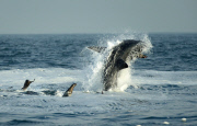 Great White Sharks hunting Cape Fur Seals off Seal Island, False Bay, Cape Town, South Africa - 03 Aug 2014