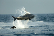 Great White Sharks hunting Cape Fur Seals off Seal Island, False Bay, Cape Town, South Africa - 03 Aug 2014