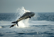 Great White Sharks hunting Cape Fur Seals off Seal Island, False Bay, Cape Town, South Africa - 03 Aug 2014