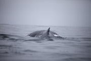 Paddling with whales in Monterey Bay